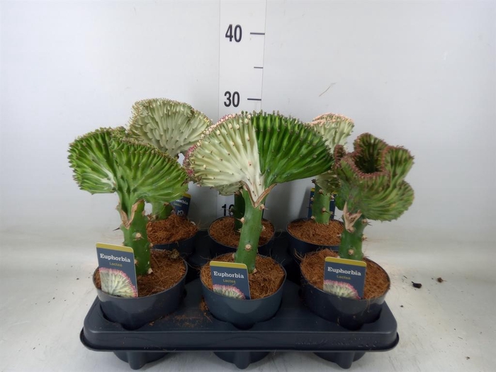 <h4>Euphorbia lactea 'Cristata'</h4>