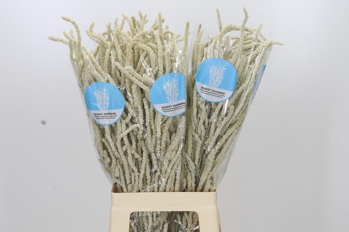 <h4>Amaranthus Yearming Desert</h4>