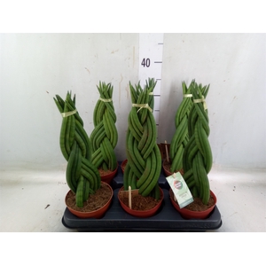 Sansevieria cyl.  ...