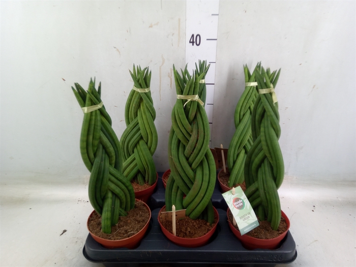 <h4>Sansevieria cyl.  ...</h4>