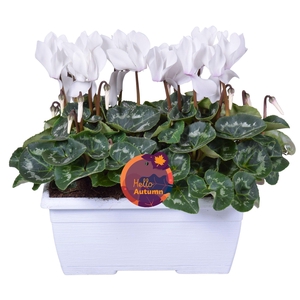 Cyclamen Ton sur Ton in wit duobakje