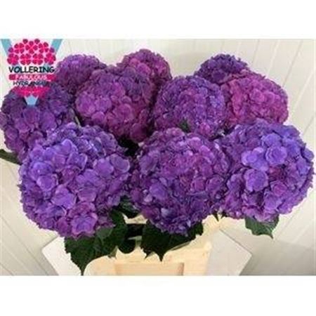 <h4>Hydr M Royal Anastasia Bl</h4>