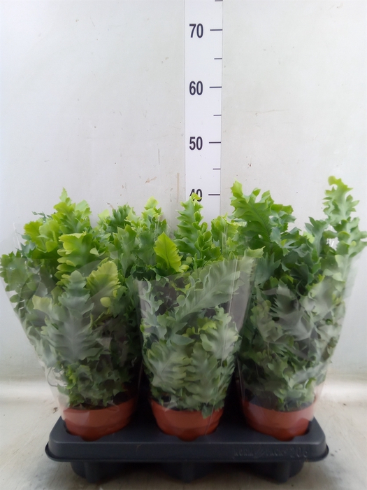 <h4>Phlebodium aureum 'Davana'</h4>