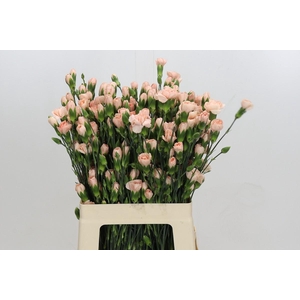 Dianthus Tr Hamada