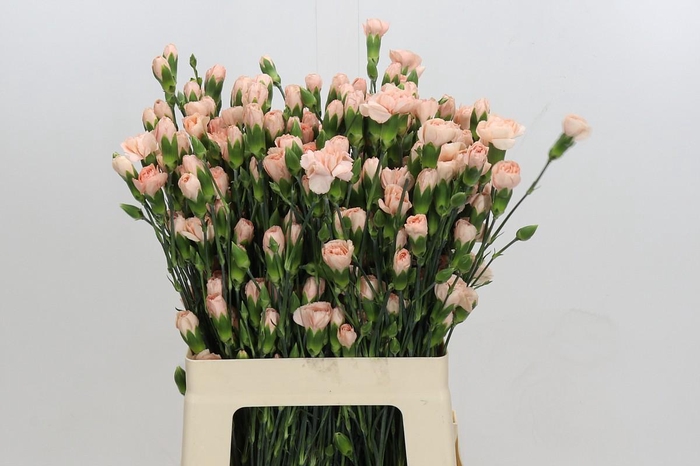 <h4>Dianthus Tr Hamada</h4>