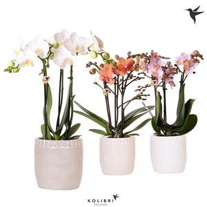 Kolibri Orchids Phalaenopsis mix 3 spike in Stones pot mix