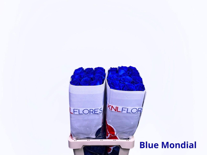 <h4>R GR BLUE MONDIAL</h4>