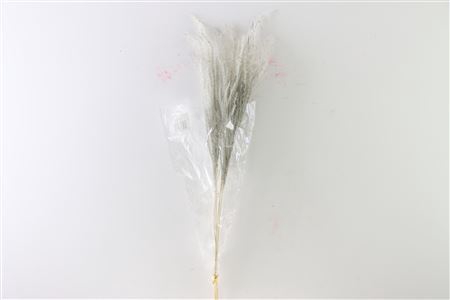 Dried Stipha Feather 5pcs Xl Grey Bunch