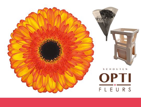 <h4>Gerbera Spotlight Water / Hoes</h4>