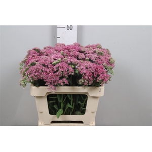 Sedum T Mun D Red