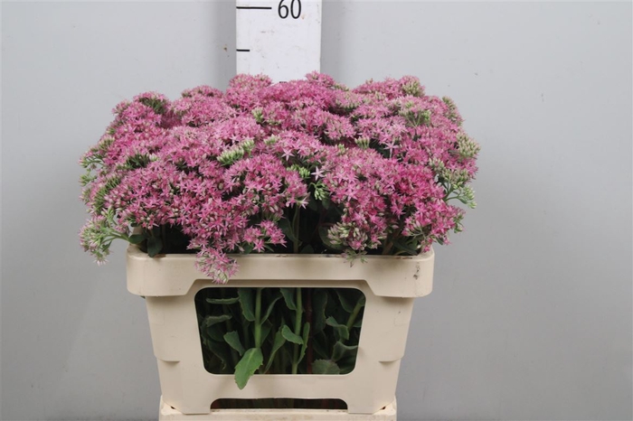 <h4>Sedum T Mun D Red</h4>