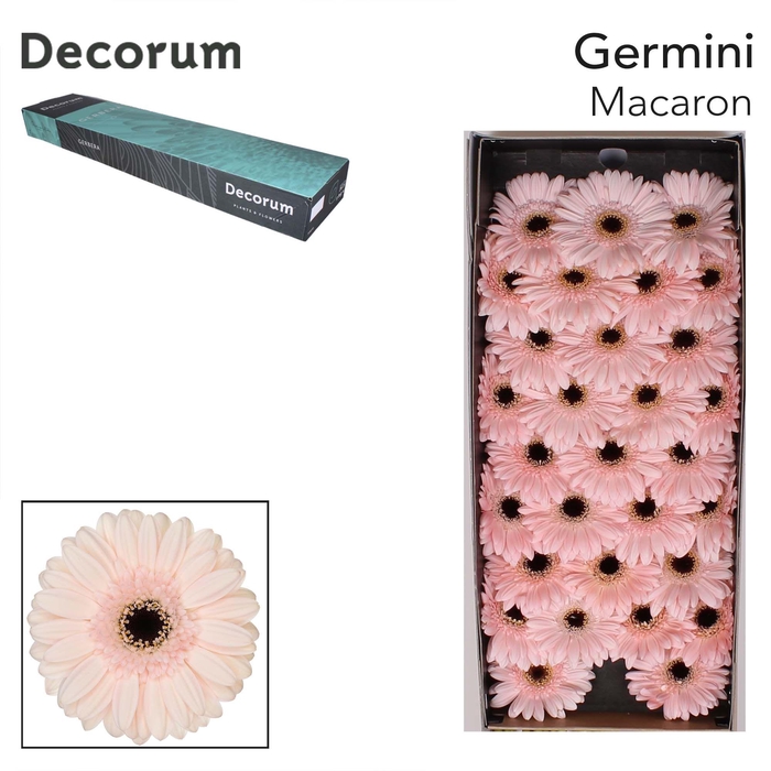 <h4>GE MI MACARON Doos x60</h4>