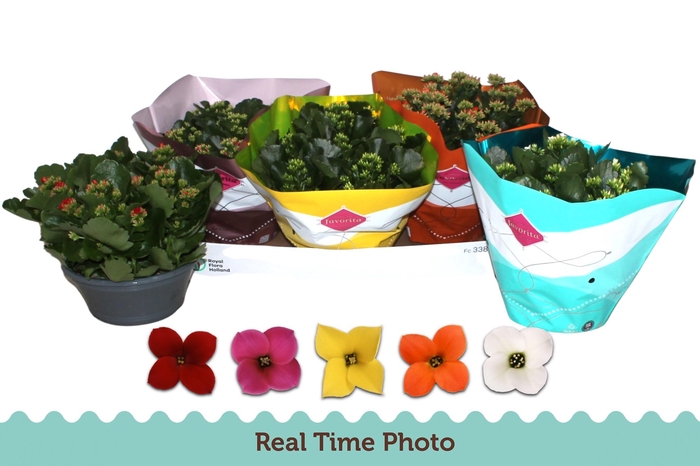 <h4>KAL EN GEM 5 KL</h4>