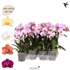 Kolibri Orchids Phalaenopsis Mineral diverse 2 spike no potcover