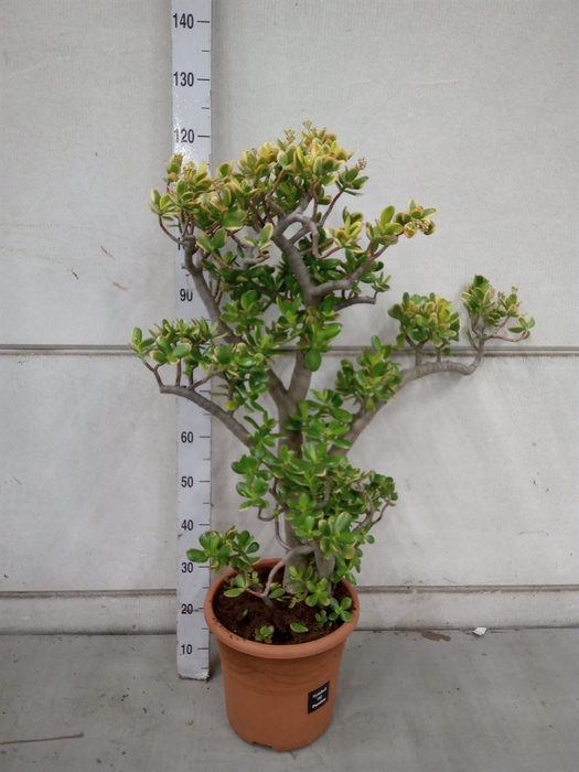 <h4>Crassula ovata 'Sunset'</h4>