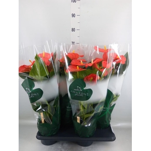 Anthurium andr. 'Florida'