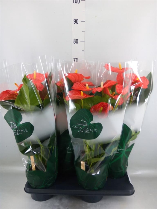 <h4>Anthurium andr. 'Florida'</h4>