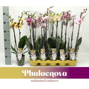 Gemengd EXCLUSIVE 2-tak 60cm (GROEN)