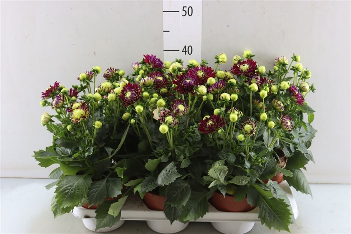 <h4>Dahlia Hypnotica Purple</h4>