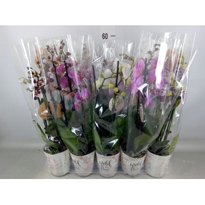 Phalaenopsis   ...mix