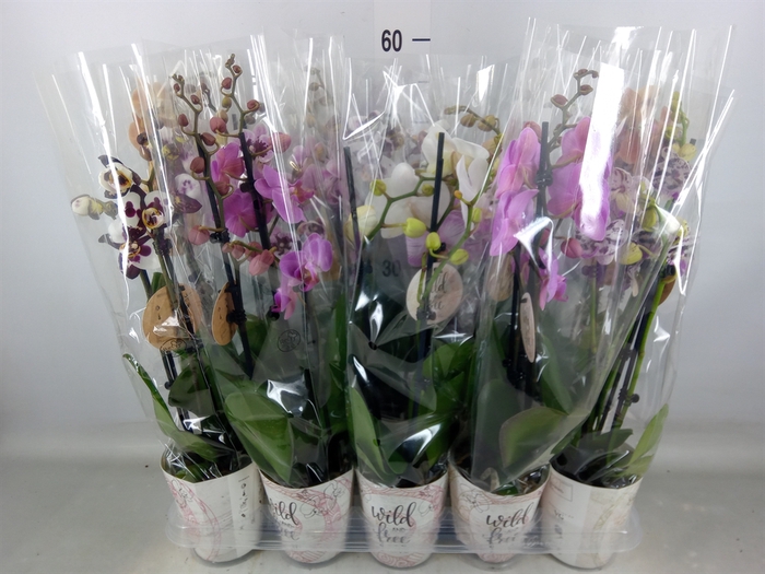 <h4>Phalaenopsis   ...mix</h4>