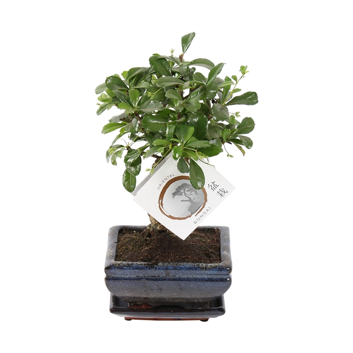 <h4>Bonsai 'Carmona macr.' in ø12cm Ceramic Ball Shape with Saucer</h4>