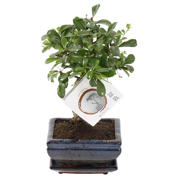 <h4>Bonsai 'Carmona macr.' in ø12cm Ceramic Ball Shape with Saucer</h4>