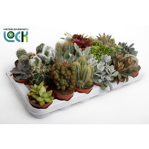 Cactus succulenten mix