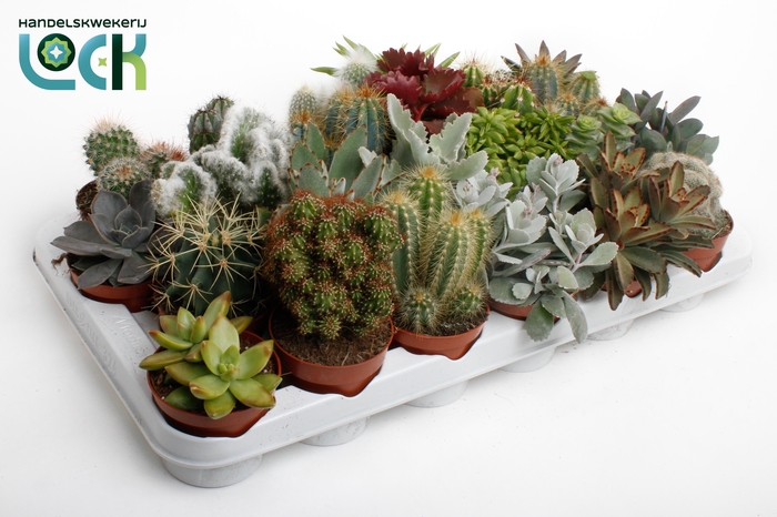 <h4>Cactus succulenten mix</h4>