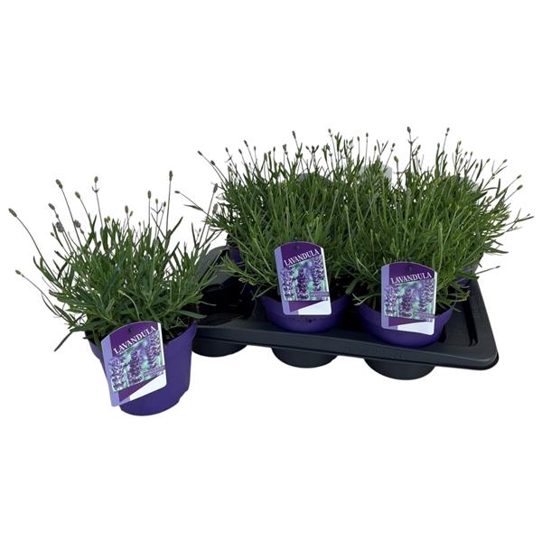 Lavandula angustifolia 'Essence Purple'