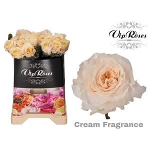 R GR CREAM FRAGRANC+