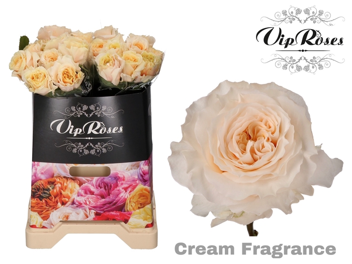 R GR CREAM FRAGRANC+