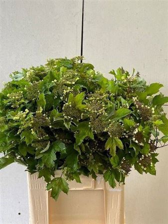 <h4>Viburnum Opulus</h4>