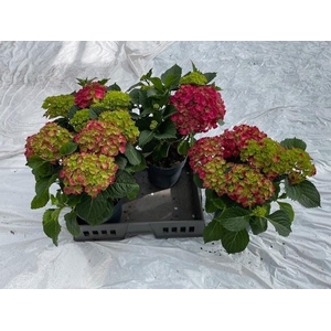HYDR M HI FIRE