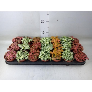 Fittonia   ...mix 7