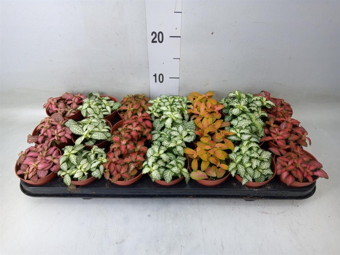 <h4>Fittonia   ...mix 7</h4>