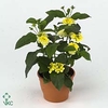 !! PROMO !! LANTANA LEMON YELLOW