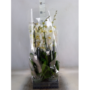 Phalaenopsis  'Ant Cambridge'