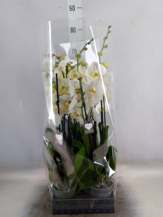 <h4>Phalaenopsis  'Ant Cambridge'</h4>
