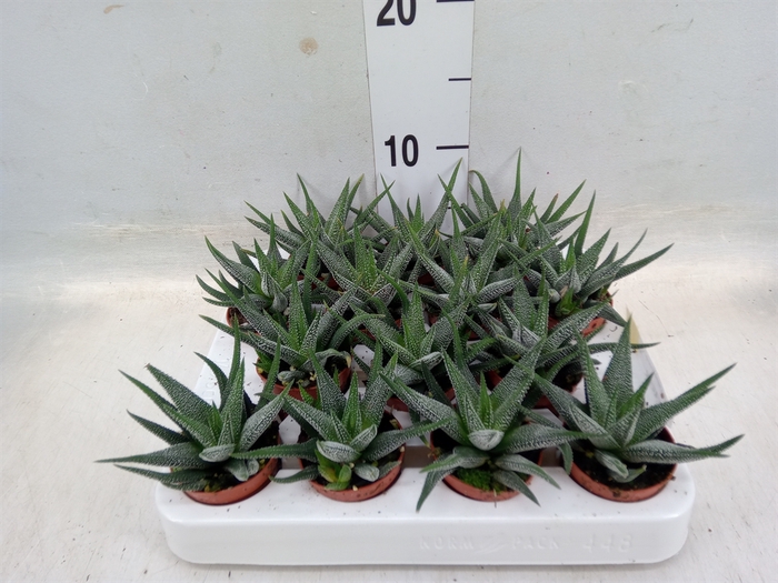 <h4>Haworthia fasciala 'Concolor'</h4>