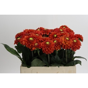 Dahlia Orange Fox