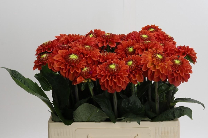 <h4>Dahlia Orange Fox</h4>