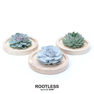 ROOTLESS Echeveria, wooden bowl