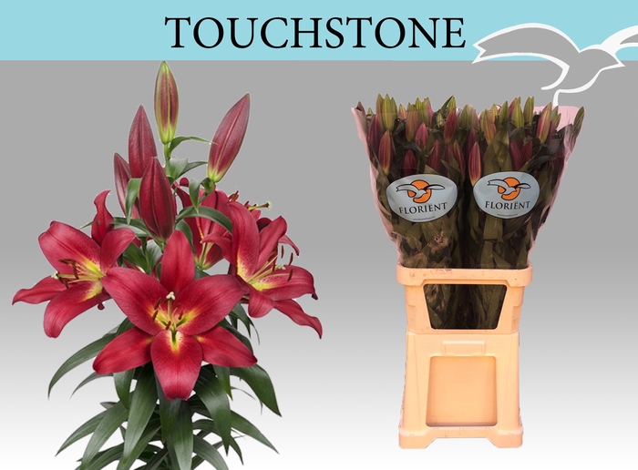 LI OT TOUCHSTONE