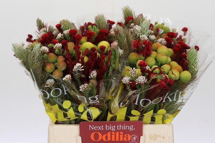 BQ Kaaps Groen Mountain Mix