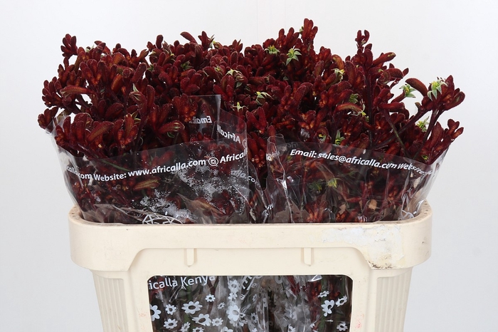 Anigozanthos Early Spring Indoor
