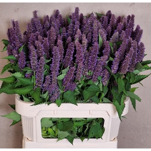 AGASTACHE OV
