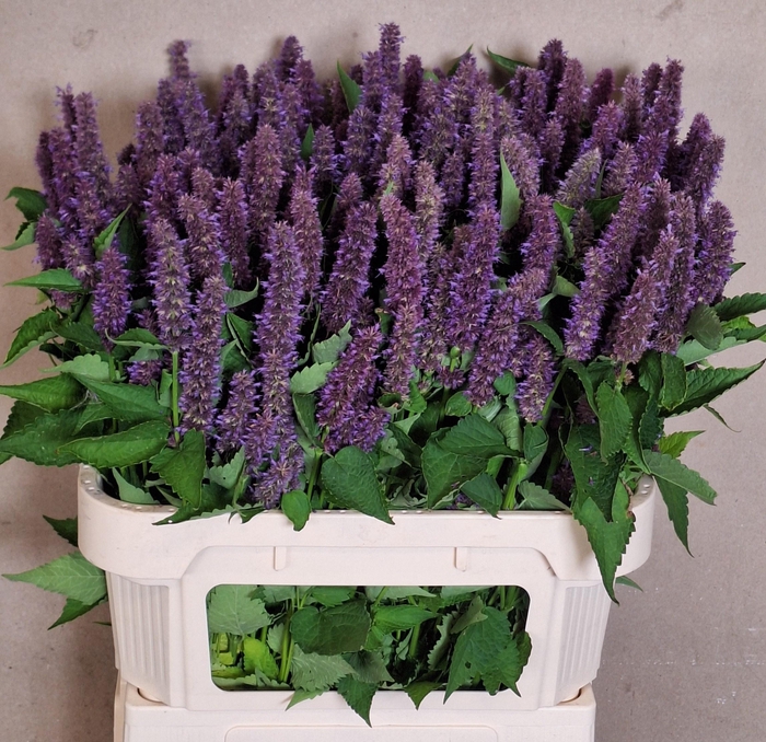 <h4>AGASTACHE OV</h4>