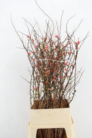 CHAENOMELES JAPONICA PINK 100CM