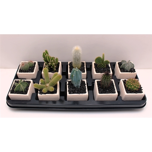 <h4>Cactus 8,5 cm Keramiek</h4>